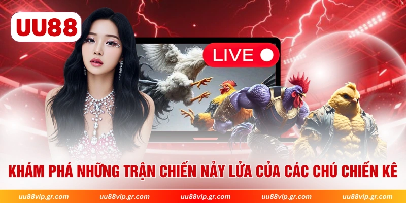 Khám phá những trận chiến nảy lửa của các chú chiến kê